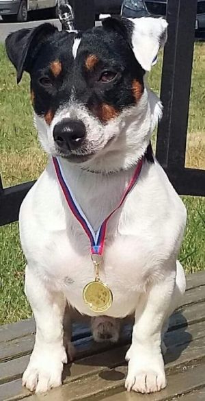 Dog Photo