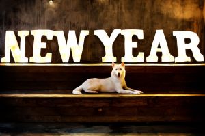 Dog Photo