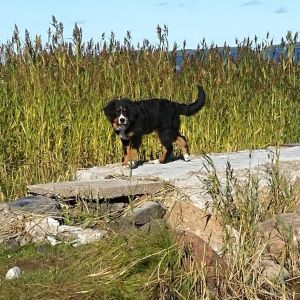 Dog Photo