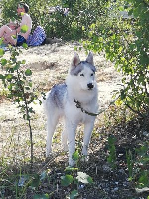 Dog Photo