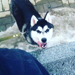 Dog Photo