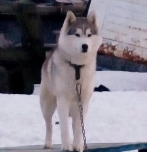 Dog Photo