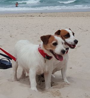 Dog Photo