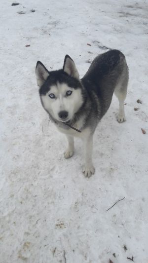 Dog Photo