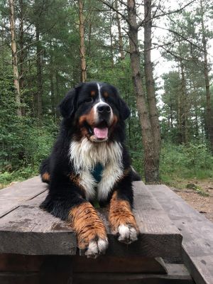 Dog Photo