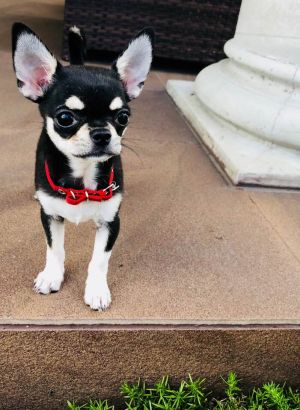 Dog Photo