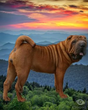 Dog Photo