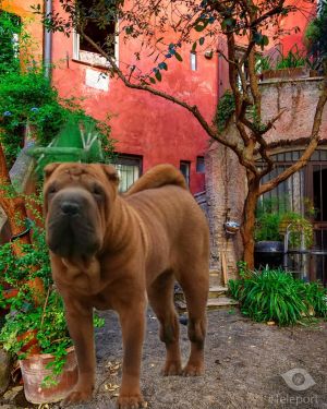 Dog Photo