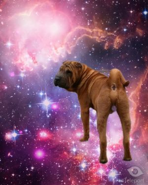 Dog Photo