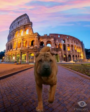 Dog Photo