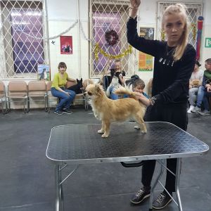 Dog Photo
