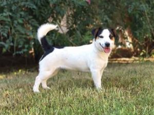Dog Photo