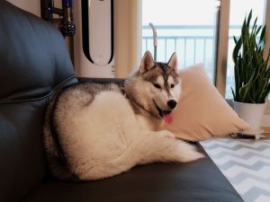 Dog Photo
