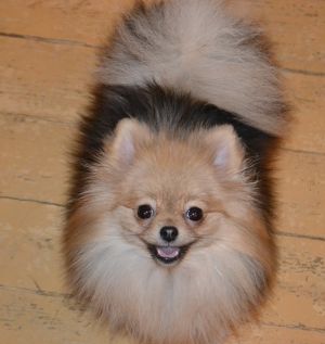 Dog Photo