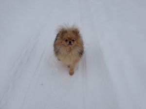Dog Photo