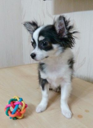 Dog Photo