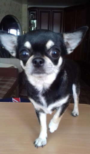 Dog Photo