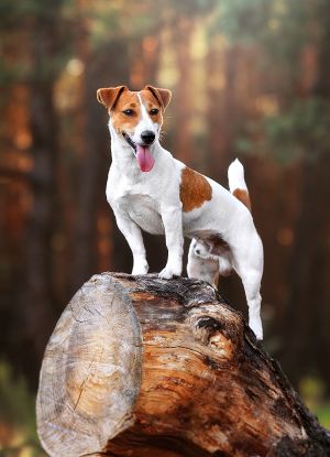 Dog Photo