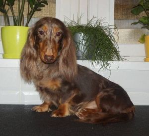 Dog Photo