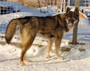 Dog Photo
