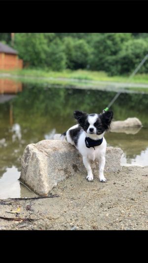 Dog Photo