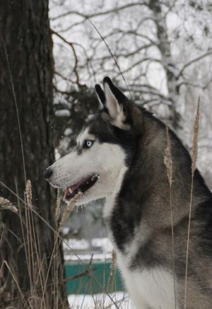 Dog Photo