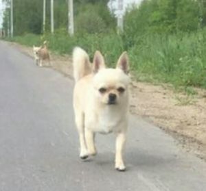 Dog Photo
