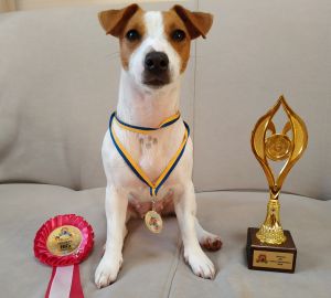 Dog Photo