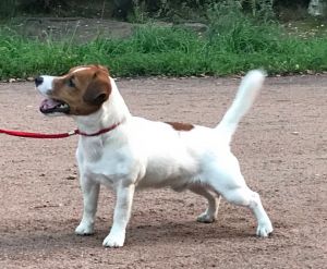 Dog Photo