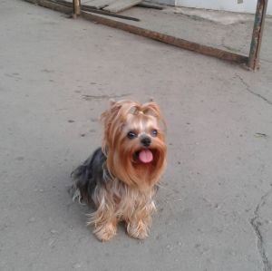 Dog Photo