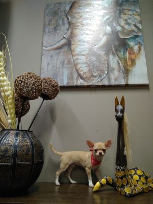 Dog Photo