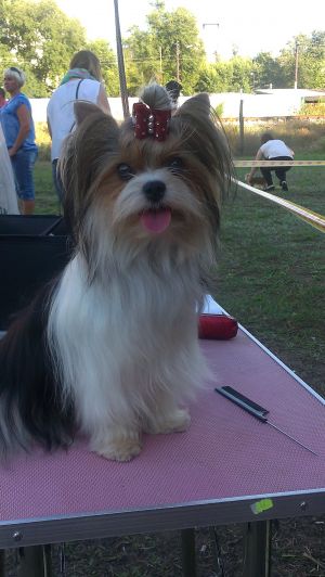 Dog Photo