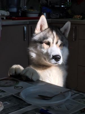 Dog Photo