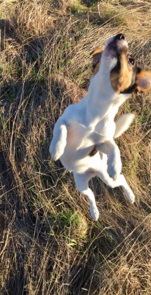 Dog Photo