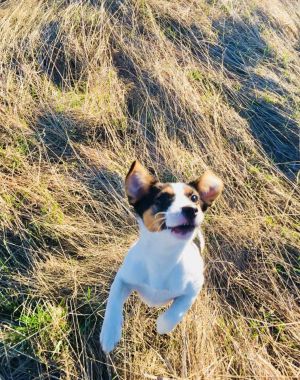 Dog Photo