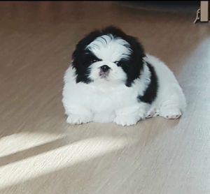 Dog Photo