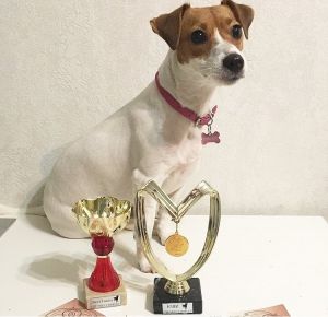 Dog Photo