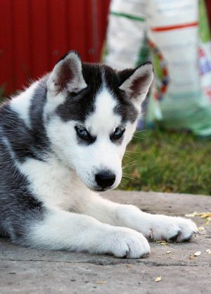 Dog Photo
