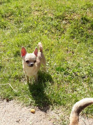 Dog Photo