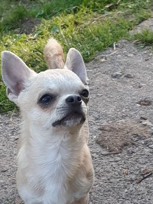 Dog Photo