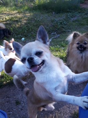 Dog Photo