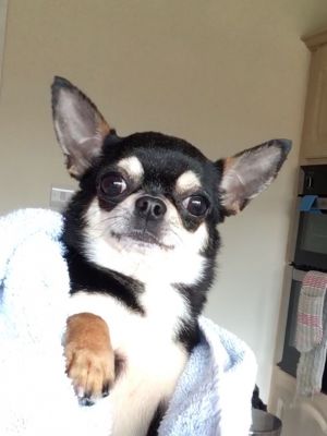 Dog Photo
