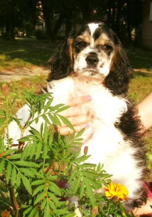Dog Photo