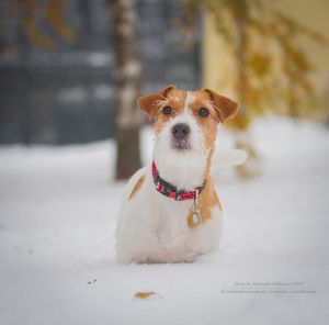 Dog Photo