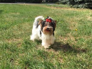 Dog Photo