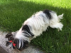 Dog Photo