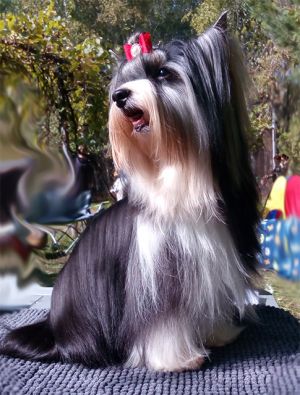 Dog Photo