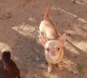 Dog Photo