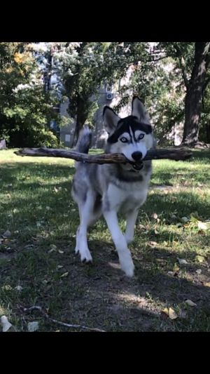 Dog Photo