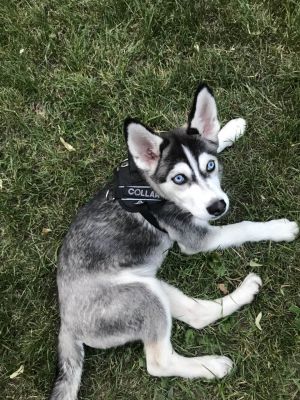 Dog Photo